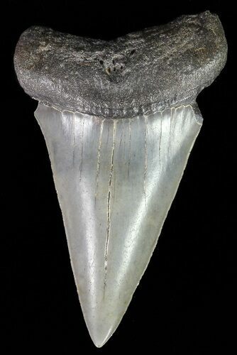Large, Fossil Mako Shark Tooth - South Carolina #70513